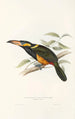 En monografi af Ramphastidae eller toucanfamilien Pl23 - John Gould — visning af kunstværket