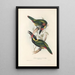 En monografi af Ramphastidae eller toucanfamilien Pl24 - John Gould — indrammet kunstværk på væggen