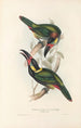 En monografi af Ramphastidae eller toucanfamilien Pl24 - John Gould — visning af kunstværket