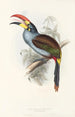 En monografi af Ramphastidae eller toucanfamilien Pl27 - John Gould — visning af kunstværket