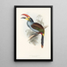 En monografi af Ramphastidae eller toucanfamilien Pl27 - John Gould — indrammet kunstværk på væggen