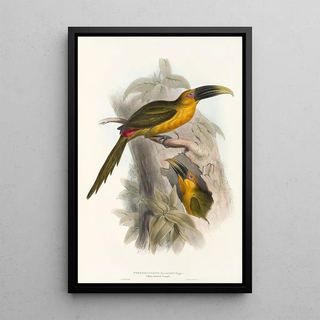 John Gould - A monograph of the Ramphastidae or family of toucans Pl28.webp