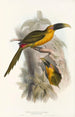 En monografi af Ramphastidae eller toucanfamilien Pl28 - John Gould — visning af kunstværket