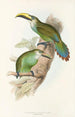 En monografi af Ramphastidae eller toucanfamilien Pl29 - John Gould — visning af kunstværket