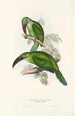 En monografi af Ramphastidae eller toucanfamilien Pl31 - John Gould — visning af kunstværket