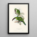 En monografi af Ramphastidae eller toucanfamilien Pl31 - John Gould — indrammet kunstværk på væggen