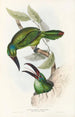 En monografi af Ramphastidae eller toucanfamilien Pl32 - John Gould — visning af kunstværket