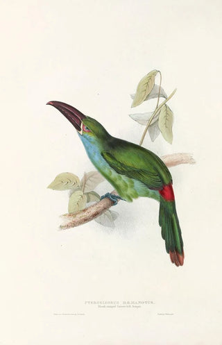 John Gould - A monograph of the Ramphastidae or family of toucans Pl33.webp