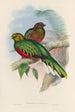En monografi af Trogonidae eller trogonfamilien Pl02 - John Gould — visning af kunstværket