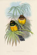 En monografi af Trogonidae eller trogonfamilien Pl06 - John Gould — visning af kunstværket