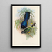 En monografi af Trogonidae eller Trogon-familien Pl07 - John Gould — indrammet kunstværk på væggen