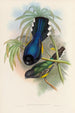 En monografi af Trogonidae eller Trogon-familien Pl07 - John Gould — visning af kunstværket