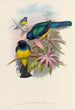 En monografi af Trogonidae eller Trogon-familien Pl08 - John Gould — visning af kunstværket