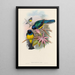 En monografi af Trogonidae eller Trogon-familien Pl08 - John Gould — indrammet kunstværk på væggen