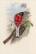 En monografi af Trogonidae eller Trogon-familien Pl11 - John Gould — visning af kunstværket