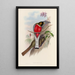 En monografi af Trogonidae eller Trogon-familien Pl11 - John Gould — indrammet kunstværk på væggen