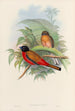 En monografi af Trogonidae eller trogonfamilien Pl12 - John Gould — visning af kunstværket