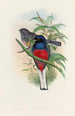 En monografi af Trogonidae eller trogonfamilien Pl17 - John Gould — visning af kunstværket