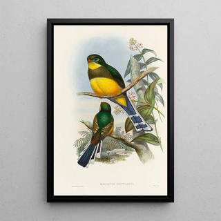John Gould - A monograph of the Trogonidae or family of trogons Pl24.webp