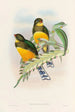En monografi af Trogonidae eller trogonfamilien Pl25 - John Gould — visning af kunstværket