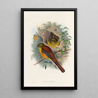 John Gould - A monograph of the Trogonidae or family of trogons Pl26.webp