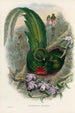 En monografi af Trogonidae eller trogonfamilien Pl27 - John Gould — visning af kunstværket
