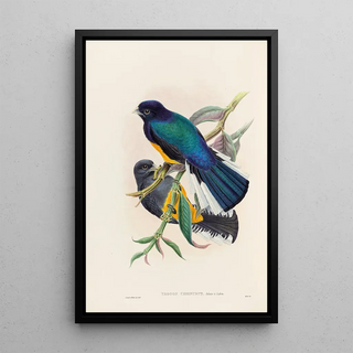 John Gould - A monograph of the Trogonidae or family of trogons Pl30.webp