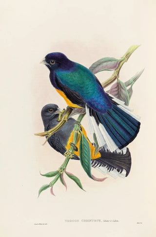 John Gould - A monograph of the Trogonidae or family of trogons Pl30.webp
