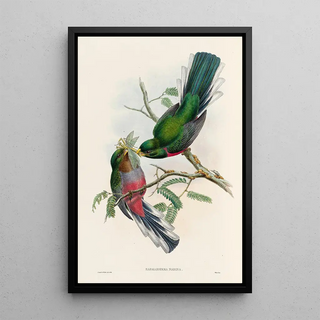John Gould - A monograph of the Trogonidae or family of trogons Pl36.webp
