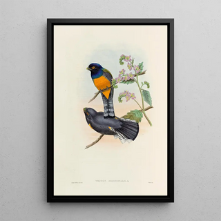 John Gould - A monograph of the Trogonidae or family of trogons Pl46.webp