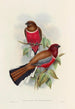En monografi af Trogonidae eller familie af trogons Pl47 - John Gould — visning af kunstværket