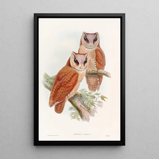 John Gould - Bay Owl.webp