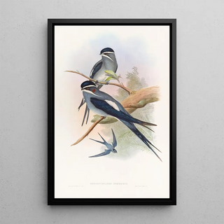 John Gould - Bearded TreeSwift.webp