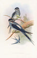Hémiprocné barbu - John Gould — visning af kunstværket