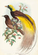 Oiseau de paradis Paradisea apoda - John Gould — visning af kunstværket