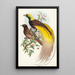 Oiseau de paradis Paradisea apoda - John Gould — indrammet kunstværk på væggen