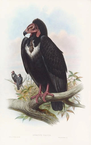 John Gould - Black Vulture.webp