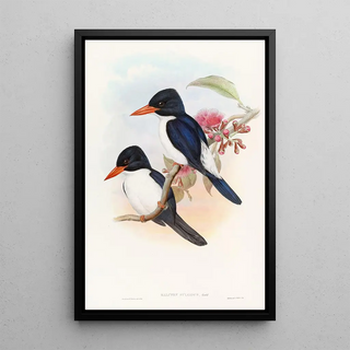 John Gould - Blackcapped Kingfisher.webp
