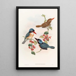 John Gould - Blackfaced Kingfisher.webp