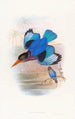 Martin-pêcheur blå og hvid - John Gould — visning af kunstværket