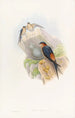 Hirondelle mosquée daurienne - John Gould — visning af kunstværket