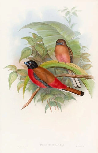 John Gould - Duvaucels Trogon.webp