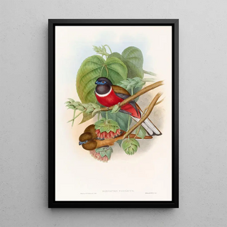 John Gould - Fasciated Trogon.webp