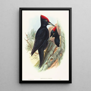 John Gould - Great Black Woodpecker.webp
