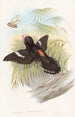 Grand eurylaime - John Gould — visning af kunstværket