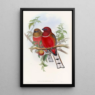 John Gould - Hodgsons Trogon.webp