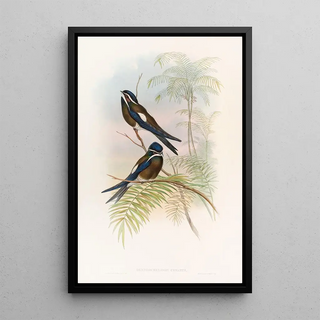 John Gould - Hooded TreeSwift.webp
