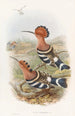 Huppe indienne - John Gould — visning af kunstværket
