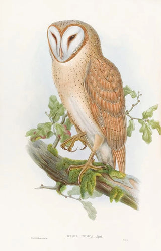 John Gould - Indian Screech Owl.webp
