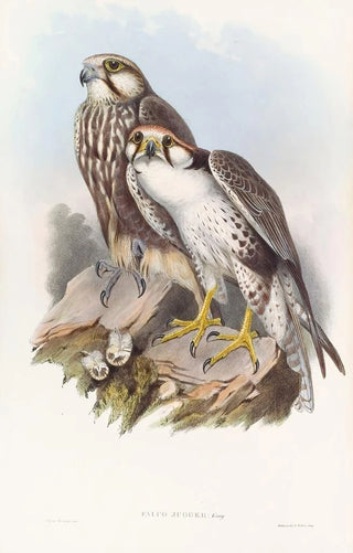 John Gould - Jugger Falcon.webp